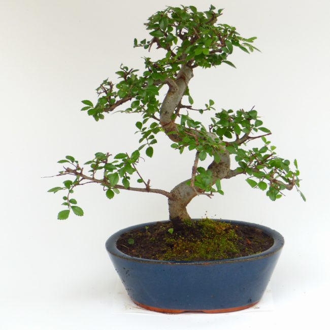 Chinesische Ulme - Ulmus parvifolia 121 - Bonsai Connection Chinesische Ulme - Ulmus parvifolia 121 - Bonsai Connection