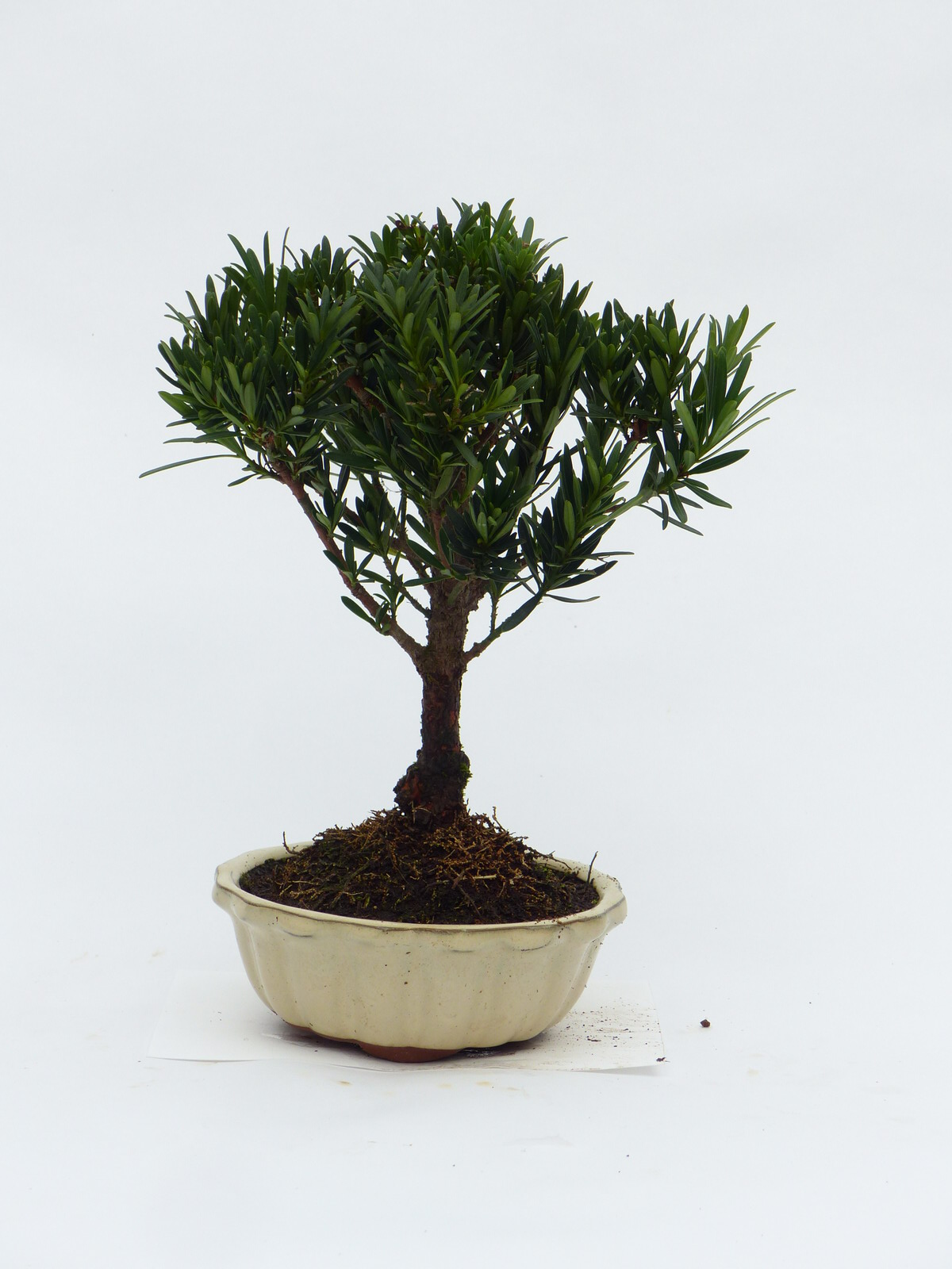 Steineibe Podocarpus 802 Bonsai Connection