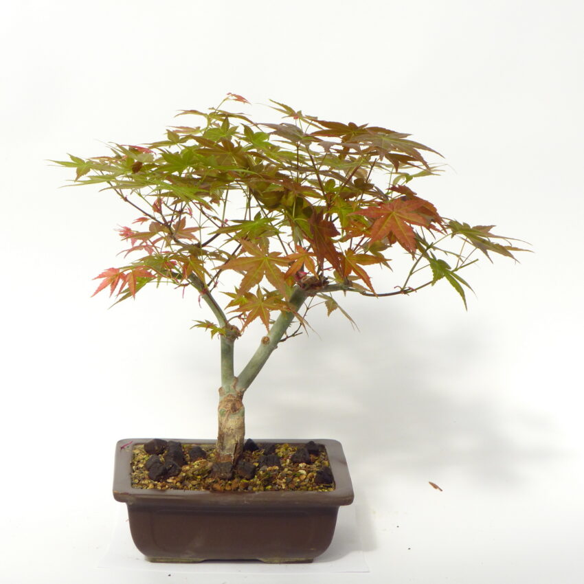 0325 G (2)