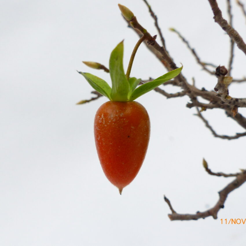 diospyrus kaki (1)