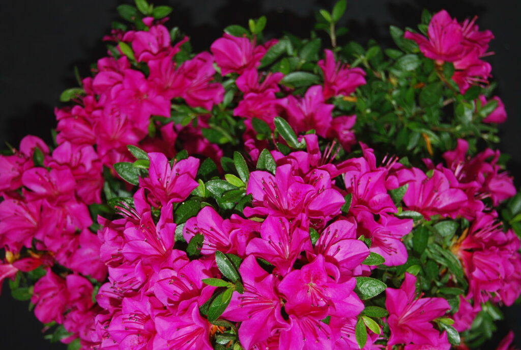 Azalee Satsuki Rhododendron indicum HOSHI NO KAGAYAKI 0144