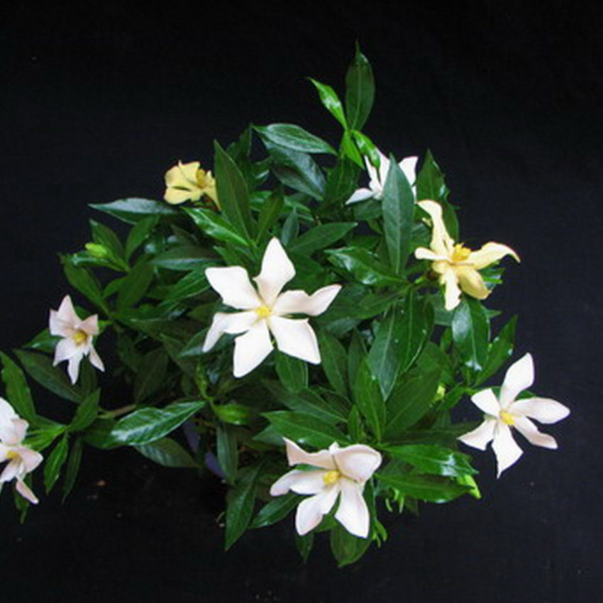 gardenia (4)