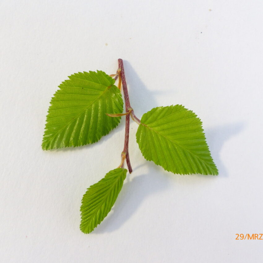 carpinus koreana (3)