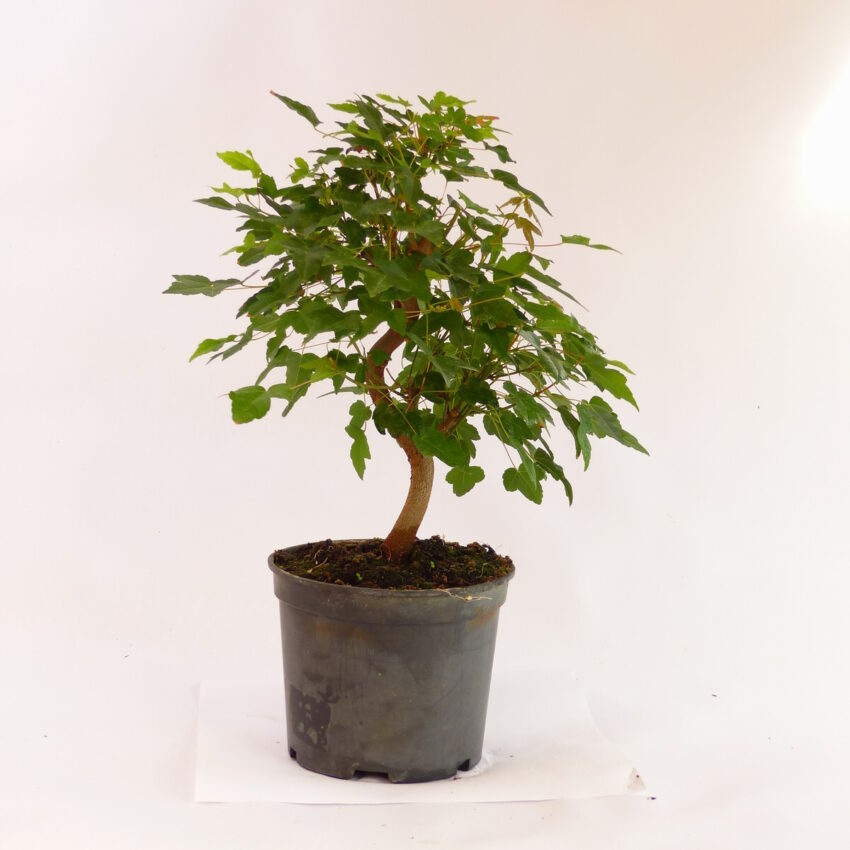 0520CPEUM