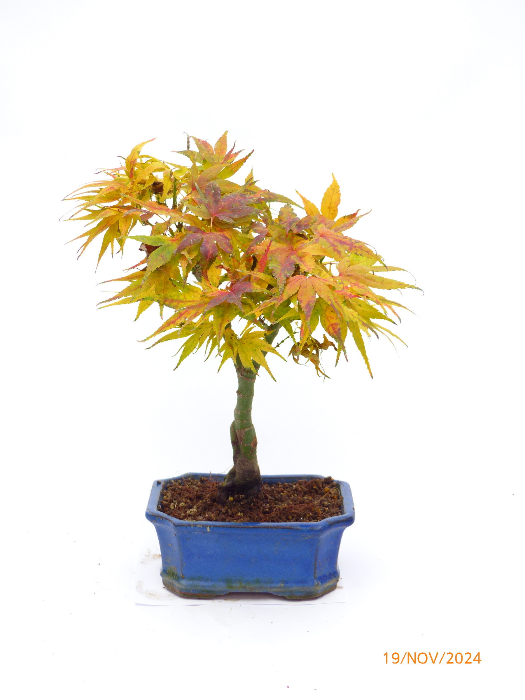 Japanischer Fächerahorn Bonsai - Outdoor Bonsai Baum 42cm Mit Schale