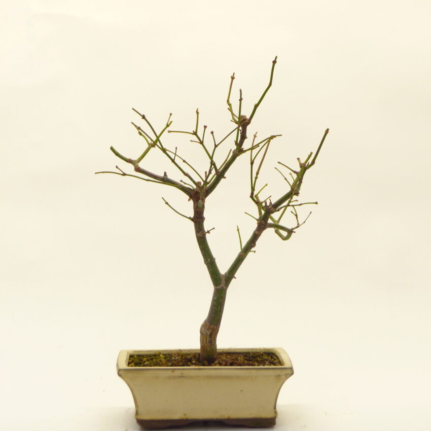 0343 D (2)