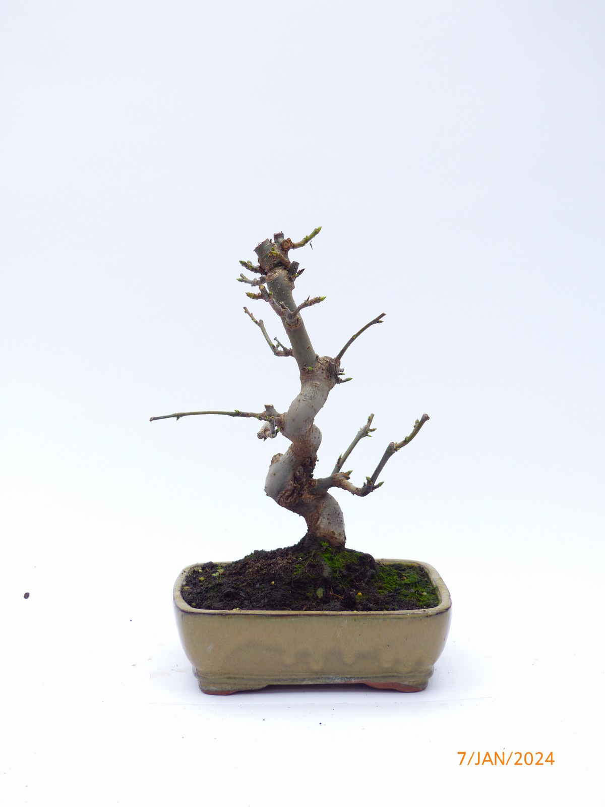 Amberbaum Liquidamber 0687 Bonsai Connection