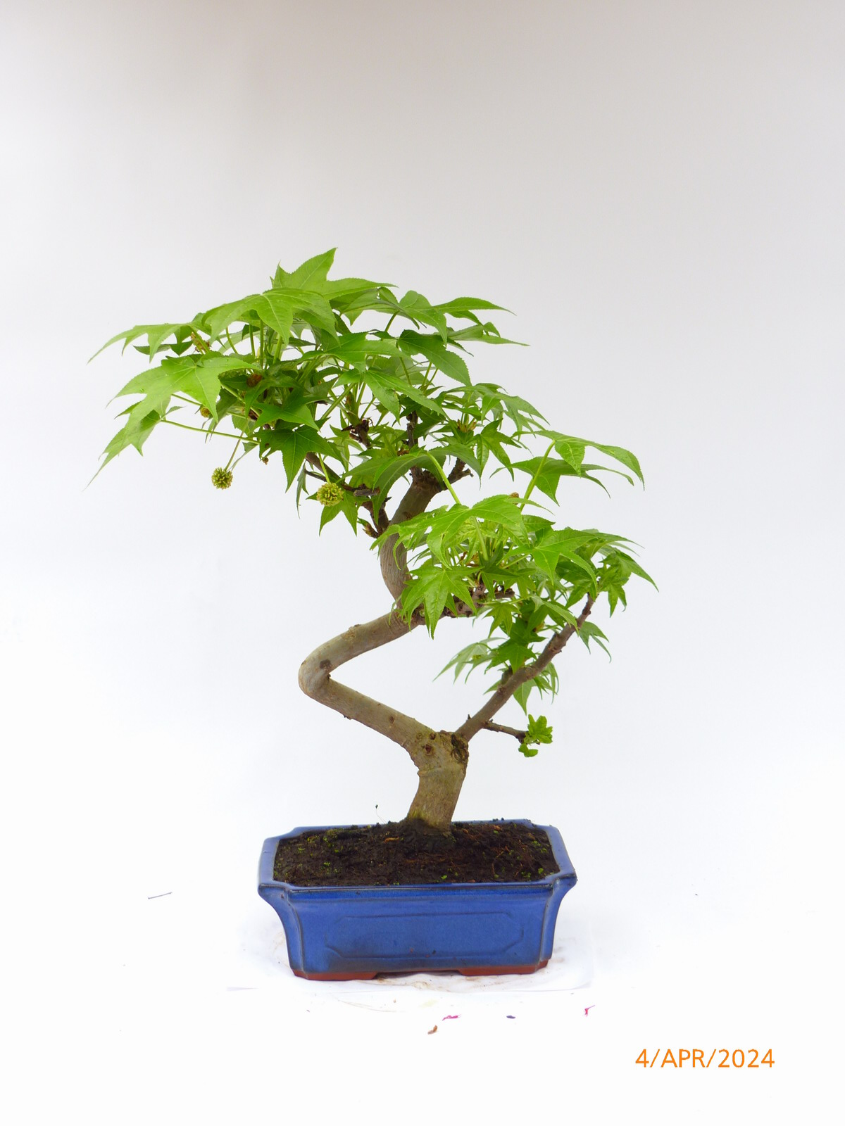 Amberbaum Liquidambar 0689 Bonsai Connection
