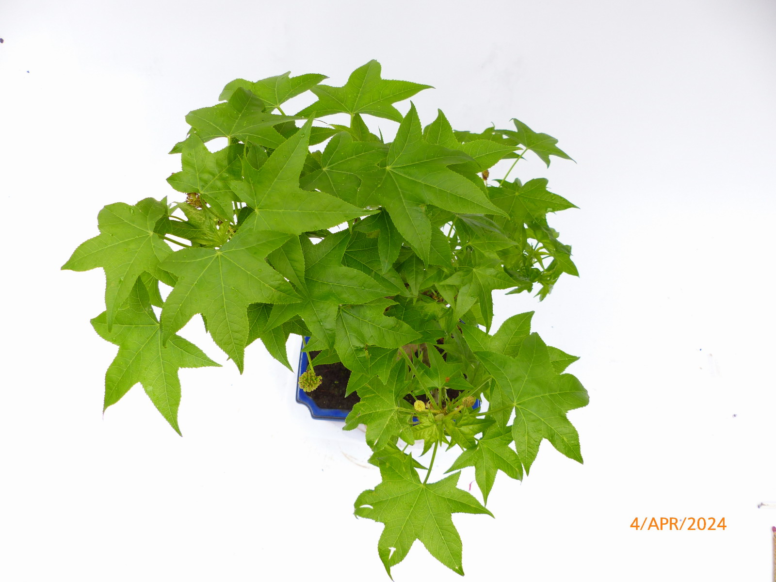 Amberbaum Liquidambar 0689 Bonsai Connection